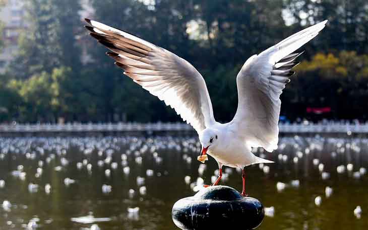 昆明翠湖公園的海鷗什么時候走，何時搬家？.jpg