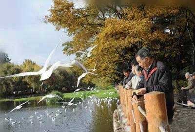 冬天去昆明哪里看海鷗？環(huán)西橋大觀河沿岸.jpg