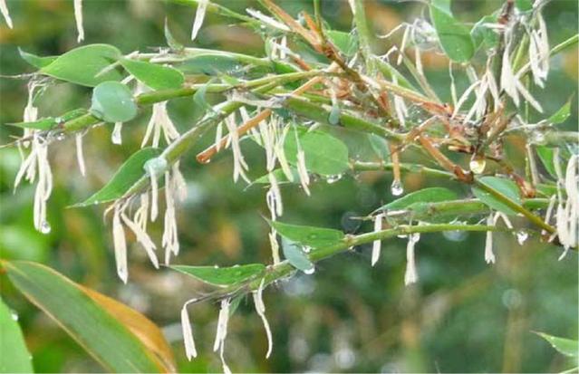 農(nóng)村俗語(yǔ)：“竹子開花，馬上搬家”，說的是啥意思？.jpg